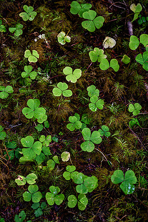 Clover Growth