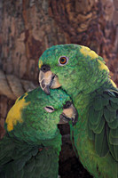 Love Birds