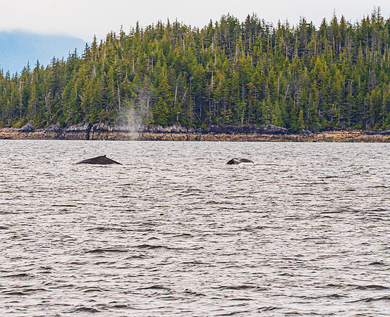 Humpback Whales Greetings