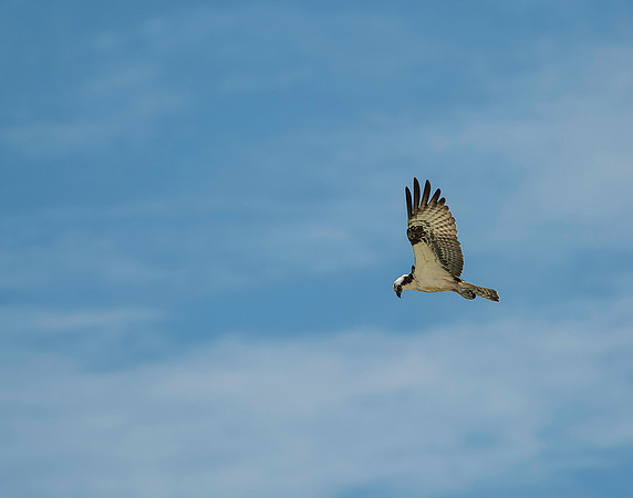 Seahawk Searching