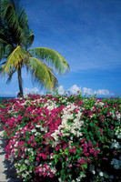 Caribbean Colors