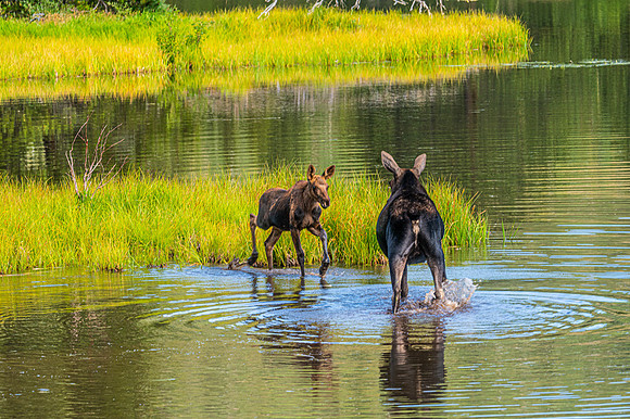 Cow Moose and Her Calf