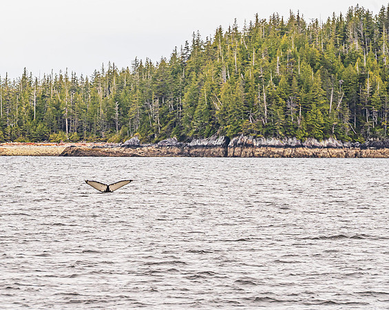 Humpback Diving Showing Flukes