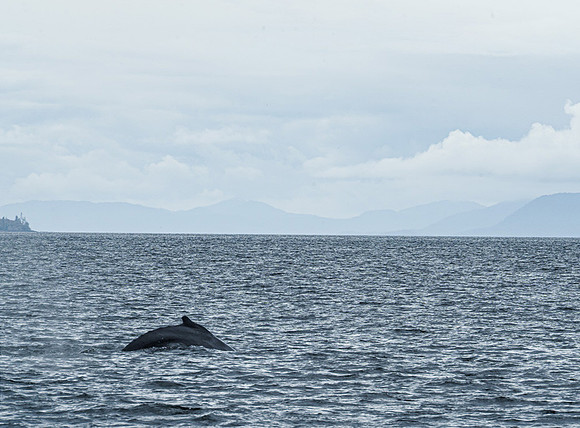 First Humpback Whale Siting