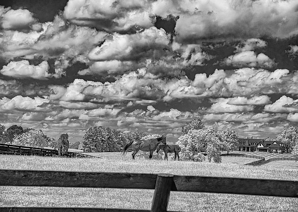 Horse Homestead