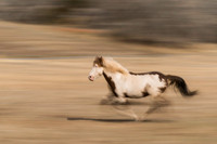 On the run!