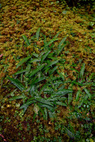 New Fern Growth
