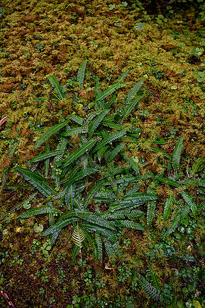 New Fern Growth