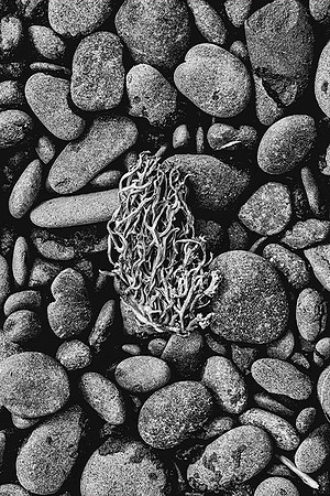 Rock Beach Closeup