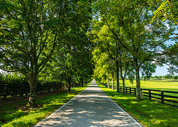 Bluegrass Country Beauty