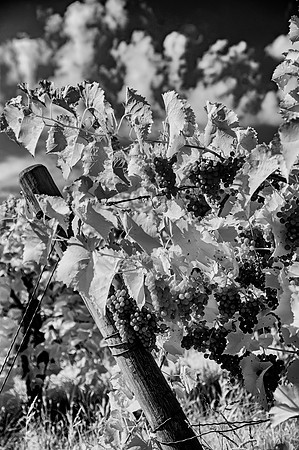 Abundant Beauty 1