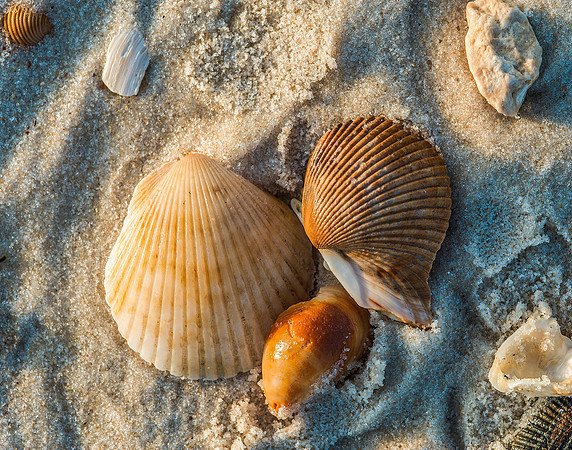 Seashells 2
