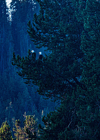 Double Eagles