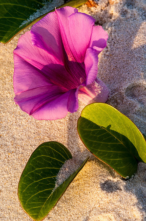 Morning Glory Beauty