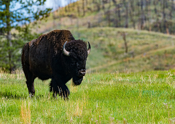 Big Bison Beauty