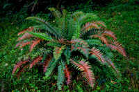 Colorful Giant Fern
