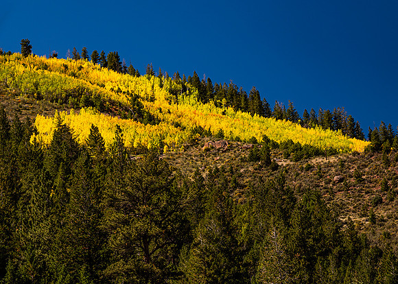 Aspen Fall Beauty