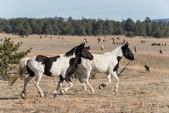 Hoofs Flying