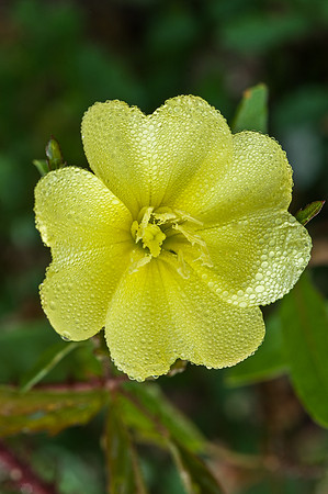 Morning Dew