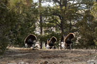 Triple Gobblers