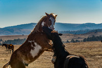 Horse Play 1