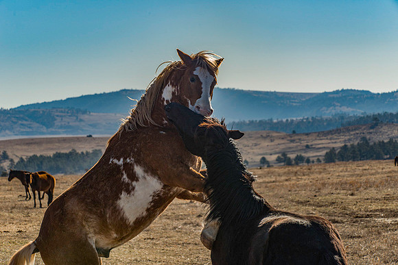 Horse Play 1