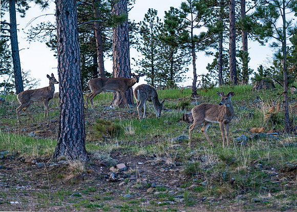 Abundant Deer