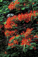 Saba Flora