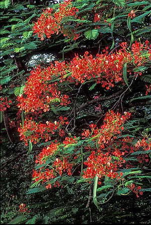 Saba Flora
