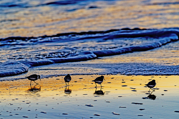 Plovers Patrol