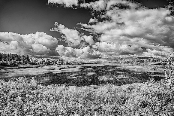 Tupper Lake Marsh