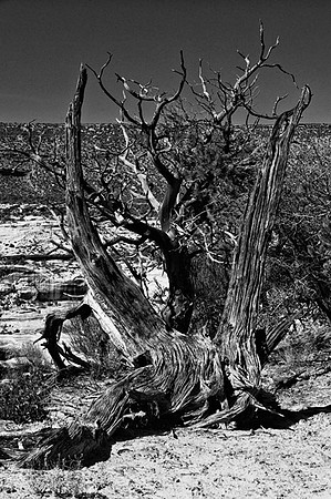 Gnarled Tree Trunk