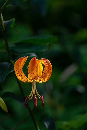 Turk's Cap Lilly