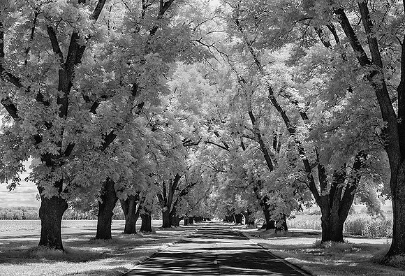 Country Canopy