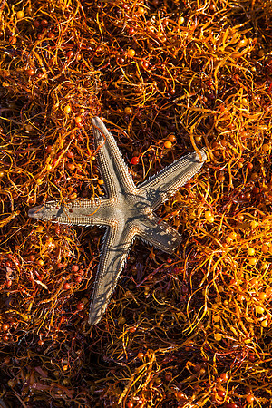 Sargassum & Starfish