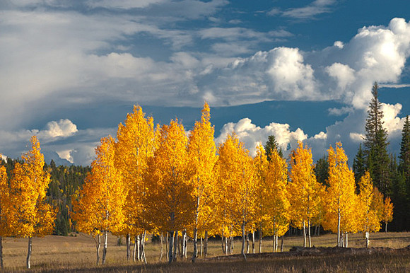 Golden View